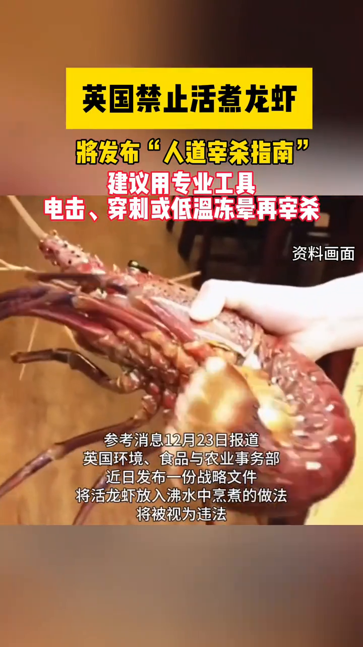 英国禁止活煮龙虾 将发布“人道宰杀指南”!