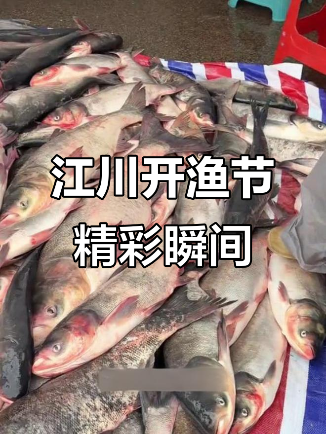 江川开渔节震撼来袭，四十斤大鱼现场抓捕！