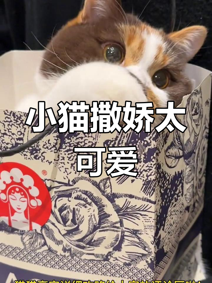谁家小猫这么会撒娇?超萌造型,妈妈喝奶茶它叼玩具