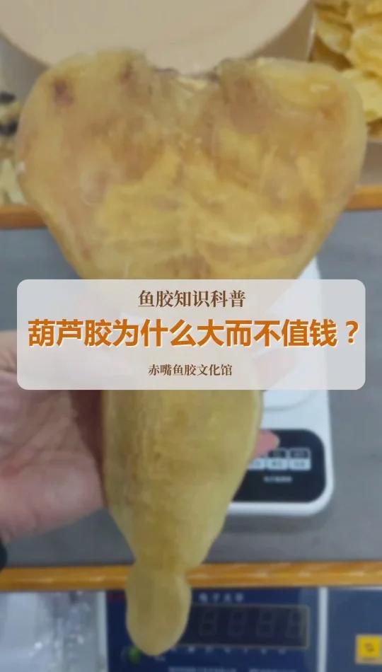葫芦胶是什么鱼的鱼胶,它为什么归为菜胶?