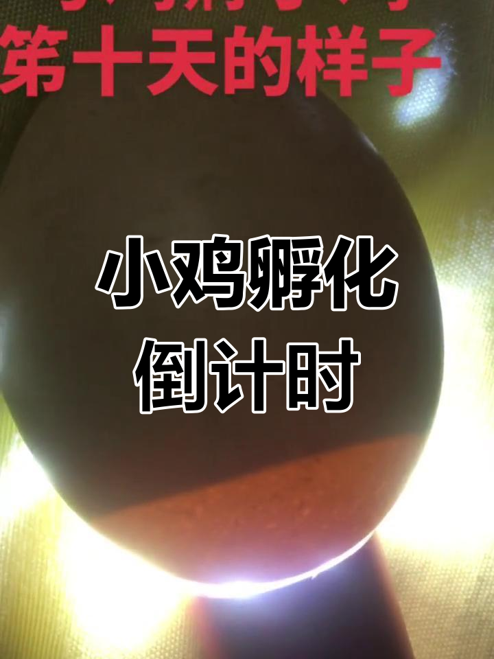 城市孩子没见过,母鸡孵蛋第十天,小鸡即将破壳而出!