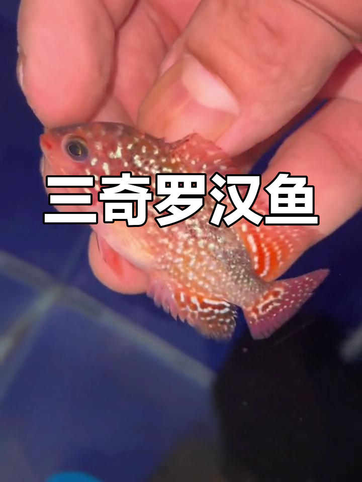 退沙火凤金花,头座初现