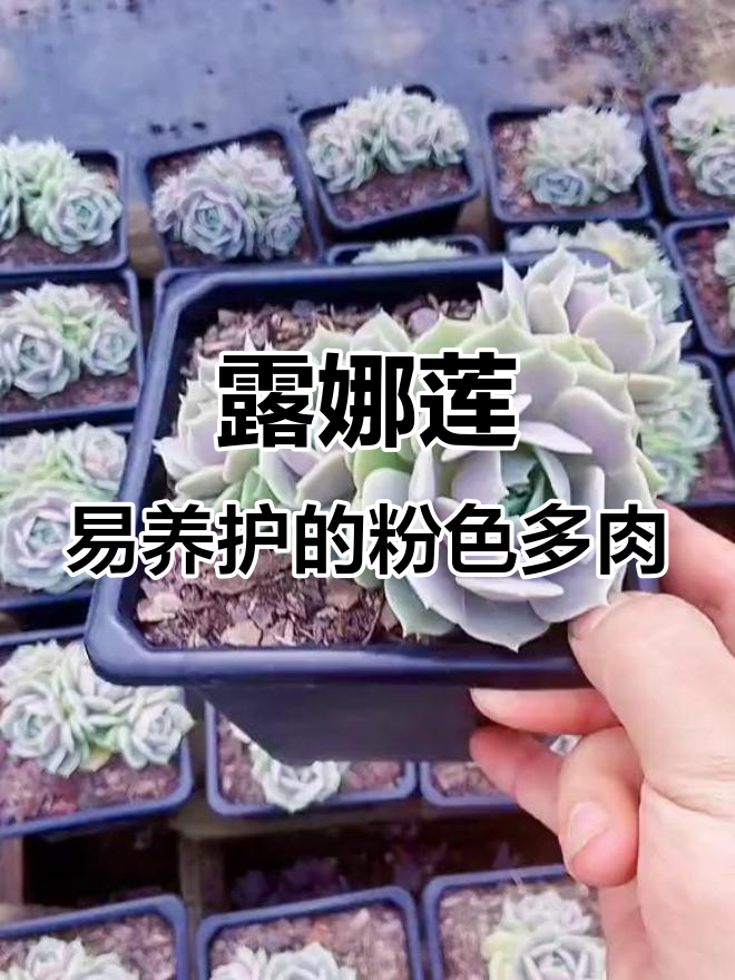 露娜莲多肉植物,皮实好养,粉紫色小球魅力十足