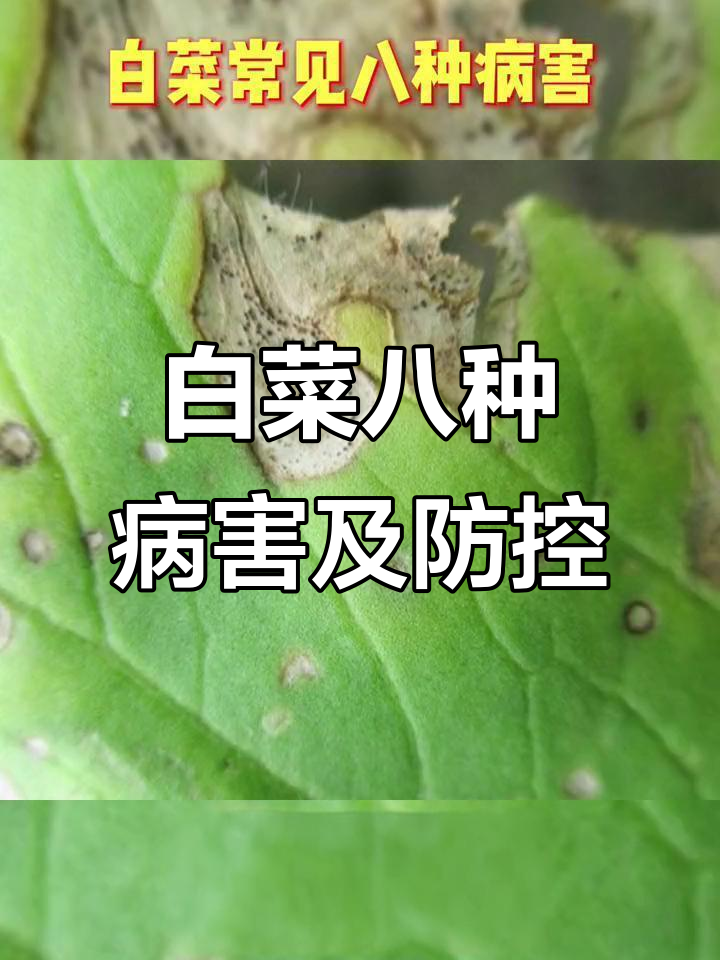 白菜常见八大病害,防治方法全解析