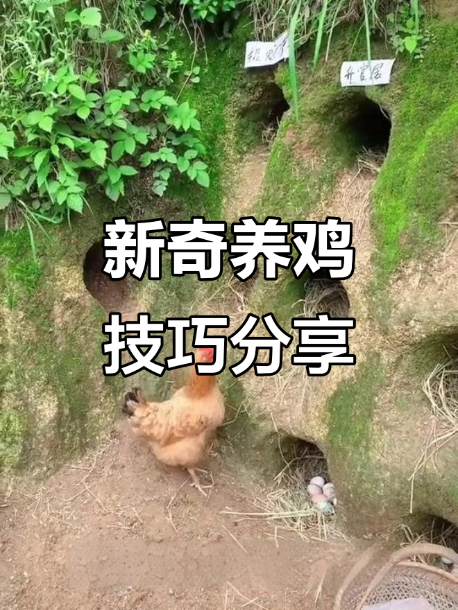七种颠覆传统养鸡法,让你轻松致富!