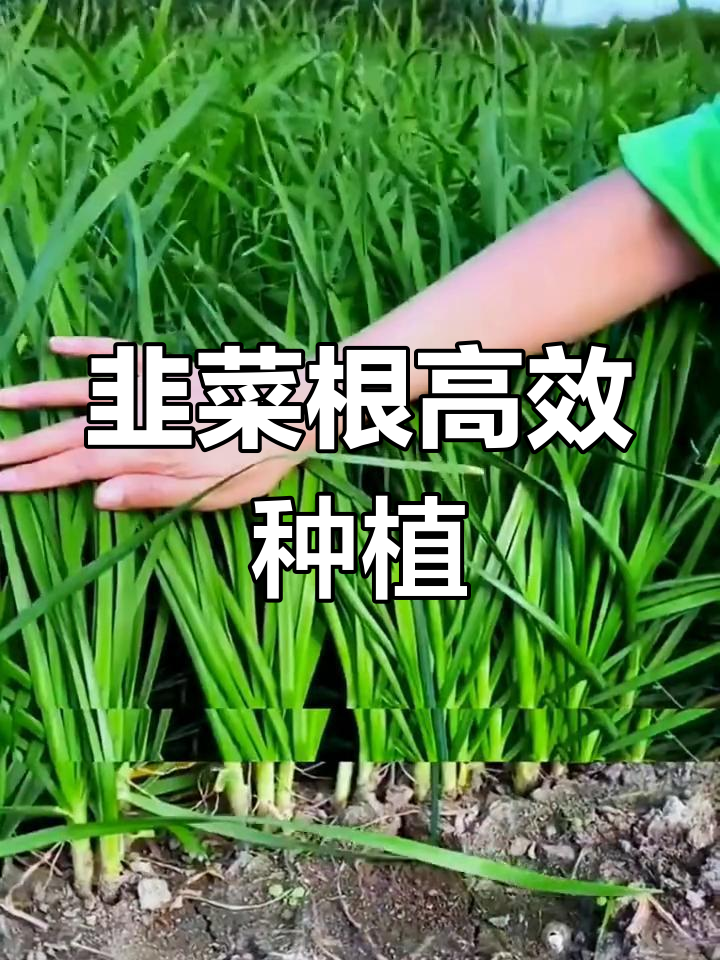 韭菜根种植简单,快速收获多茬,轻松栽培!