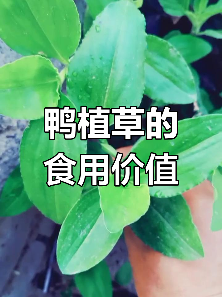 鸭植草:夏季开花的野菜,嫩茎叶可做美味佳肴