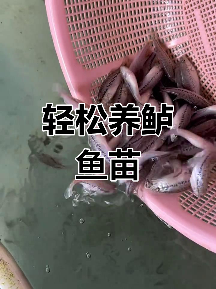 鲈鱼苗养殖技巧:从小到大的成长历程,环境不挑