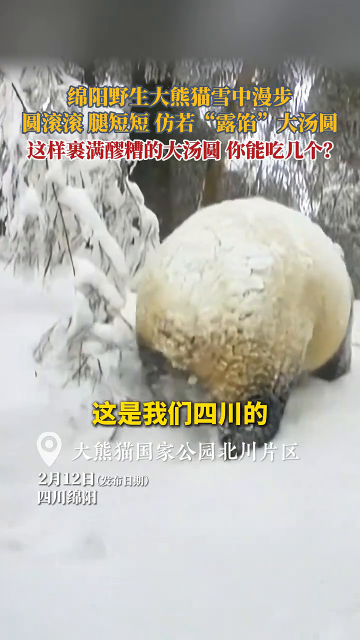 四川人从不参与元宵的“甜咸之争”,因为有自己专属的“大汤圆”