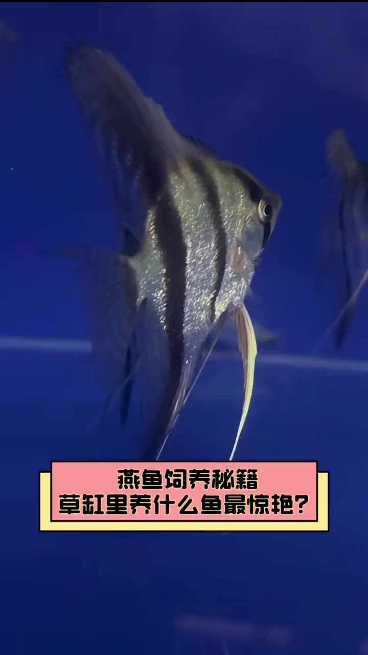 燕鱼饲养秘籍,草缸里养什么鱼最惊艳?