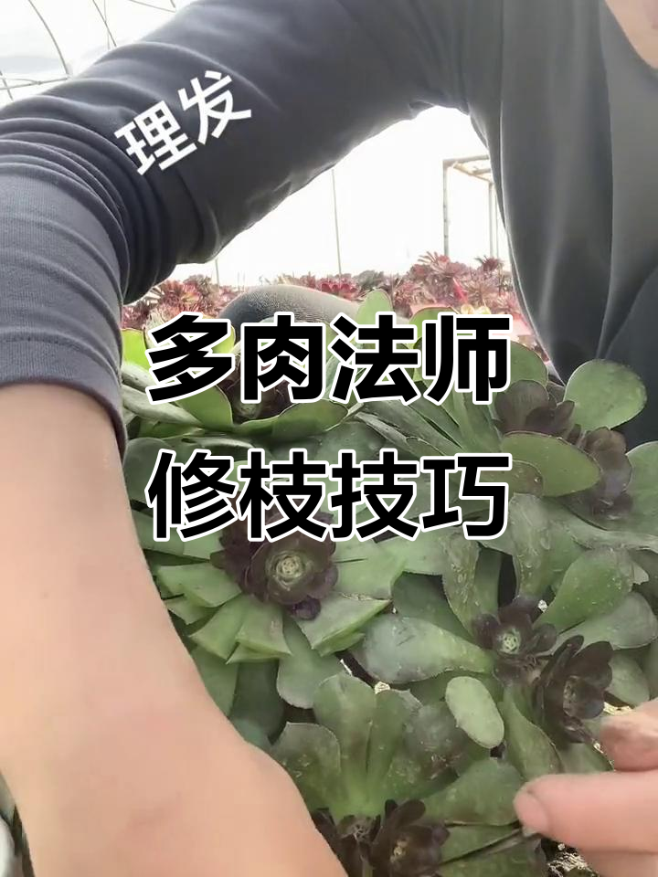 修剪多肉法师，打造更美观的侧头造型