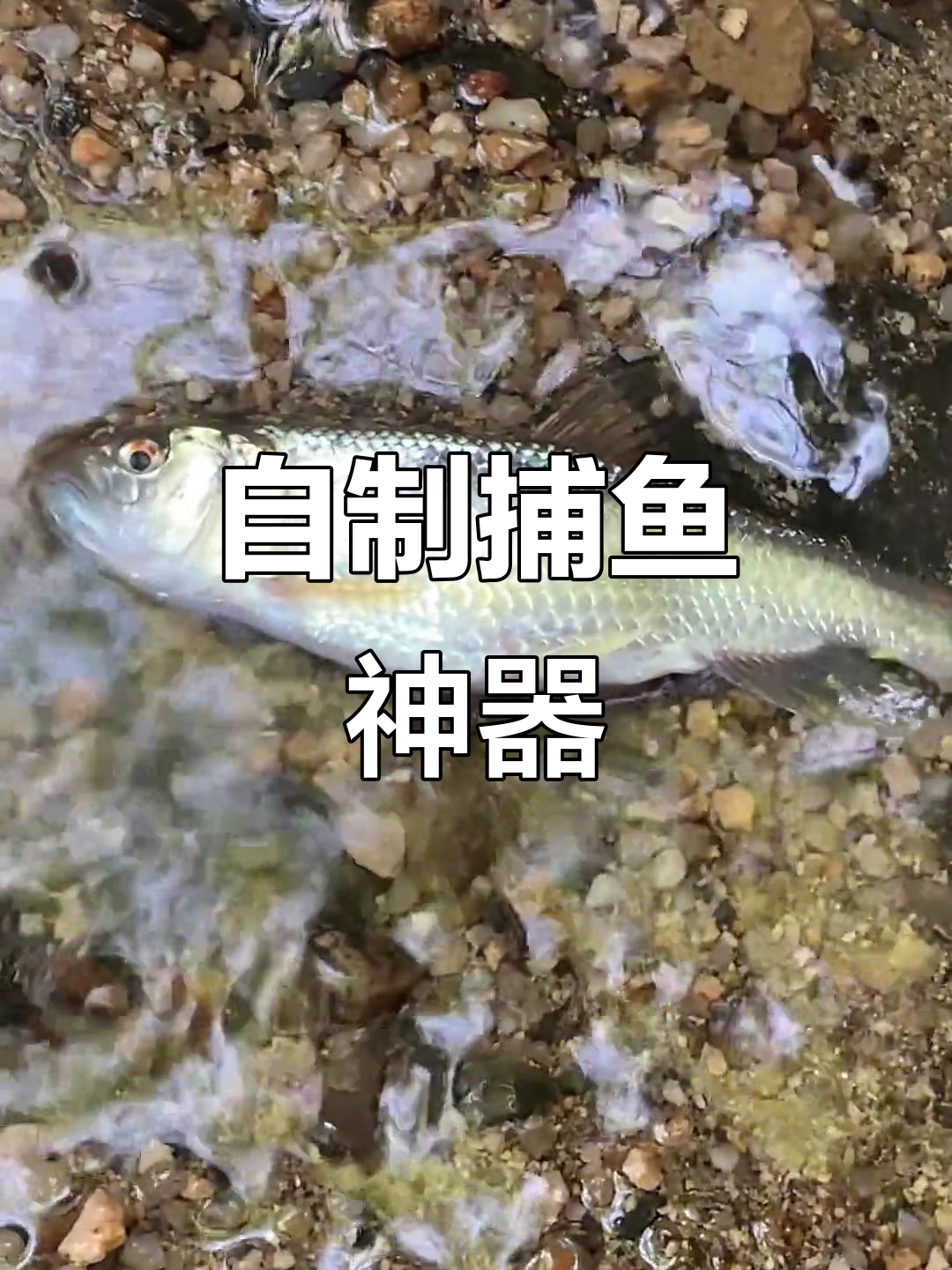 玻璃瓶捕鱼陷阱大作战,七彩鱼和红鱼的意外收获