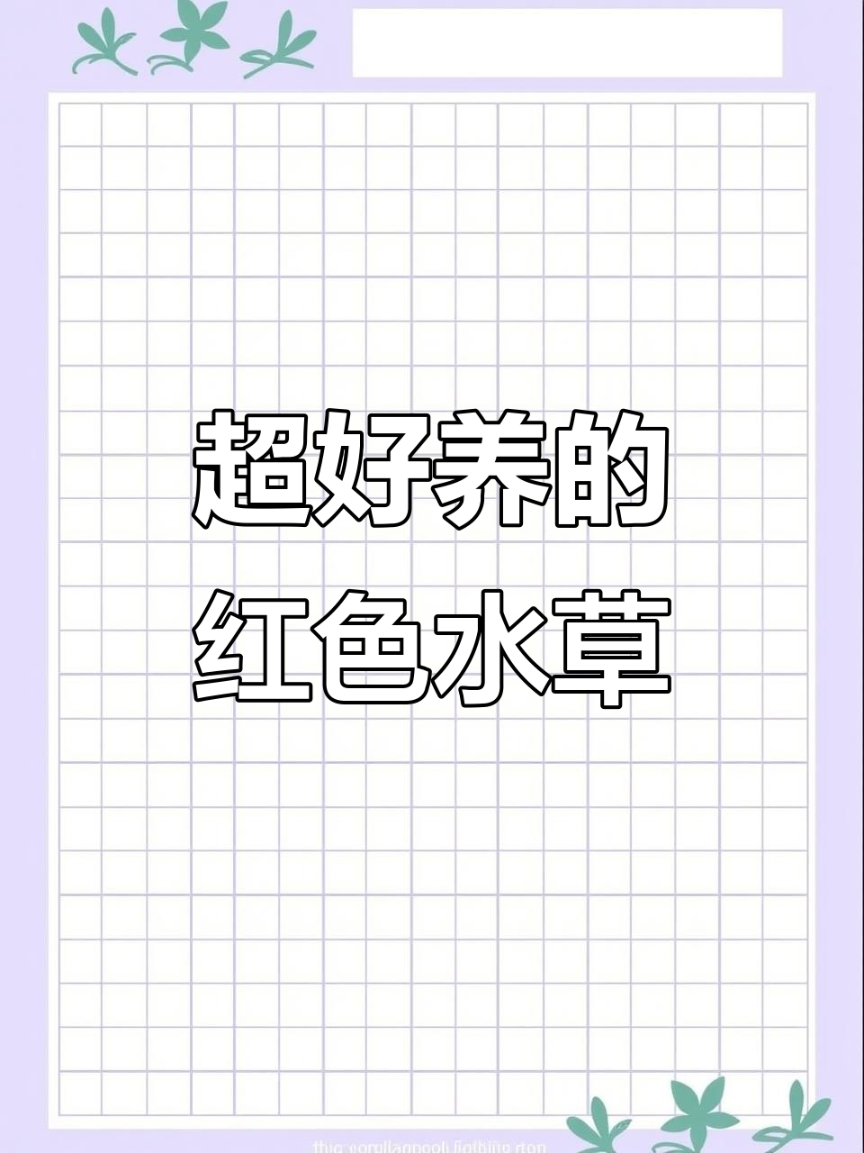 红色系水草丹麦红玫瑰,超易养!快速净化水质