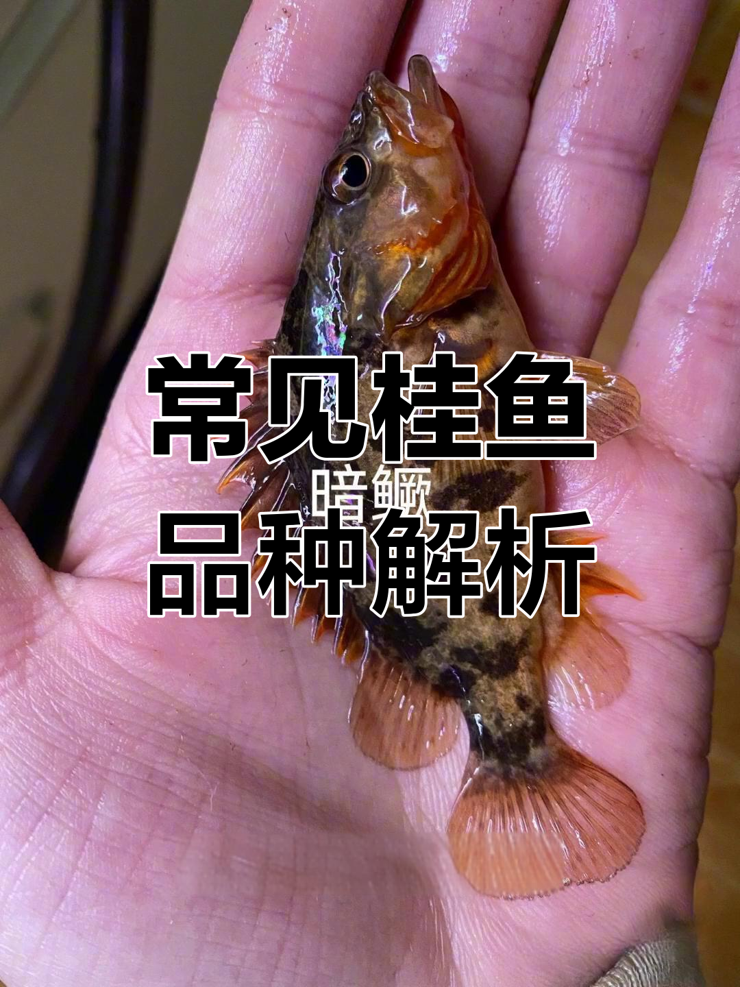 鳜鱼种类大揭秘,9种品种你见过几种?