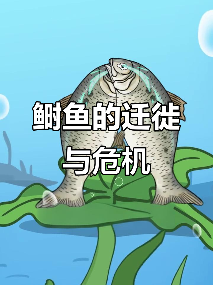 鲥鱼:从海到江,一生漂泊的生死时速