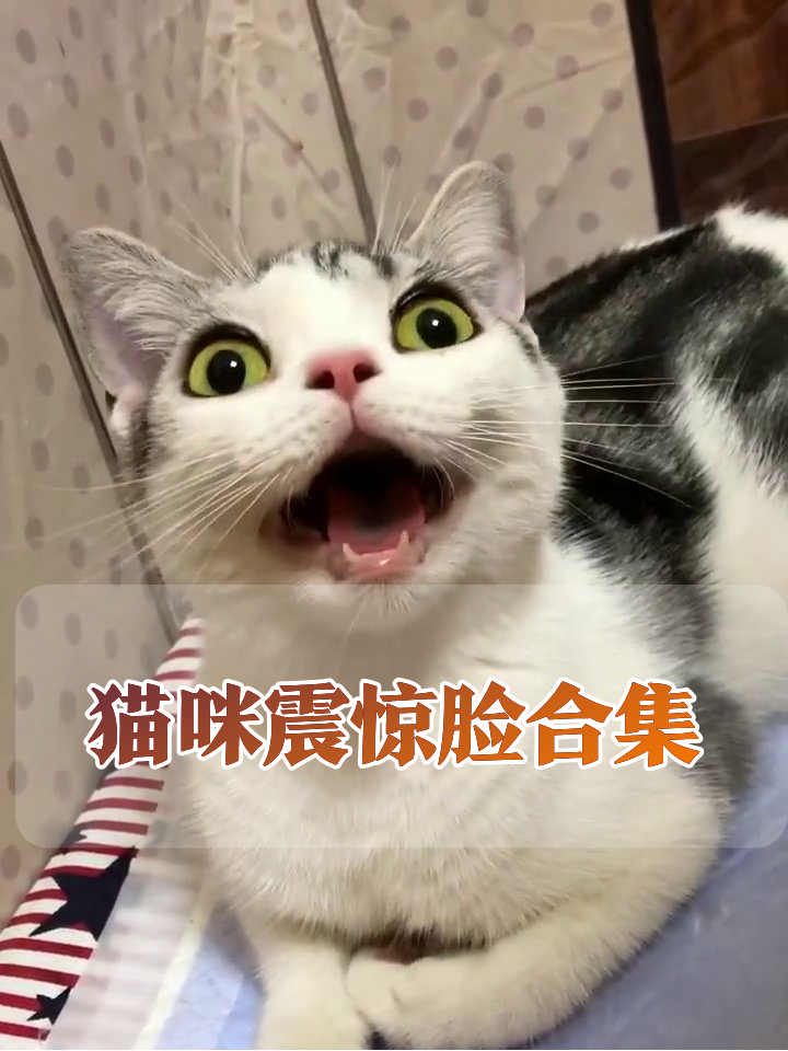 猫咪看到小鱼干后表情失控,铲屎官连夜加鸡腿
