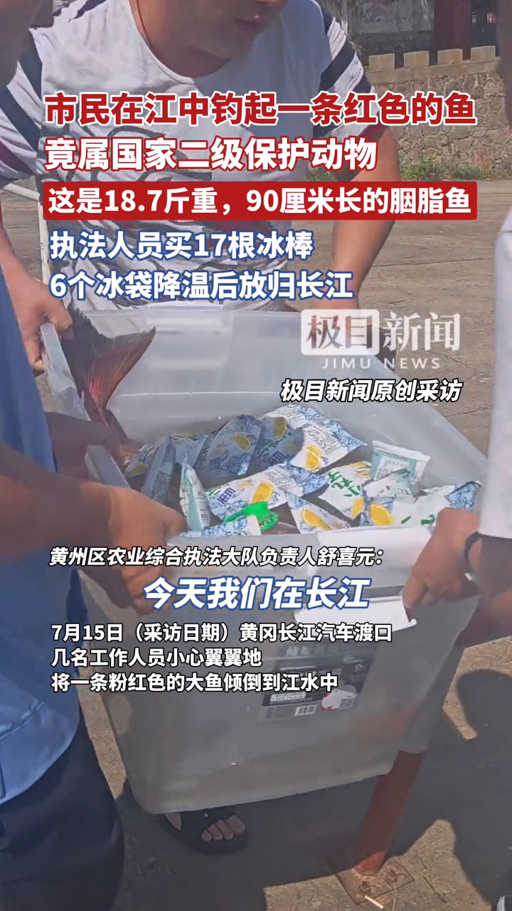 市民在江中钓起了一条红色的鱼，竟属国家二级保护动物