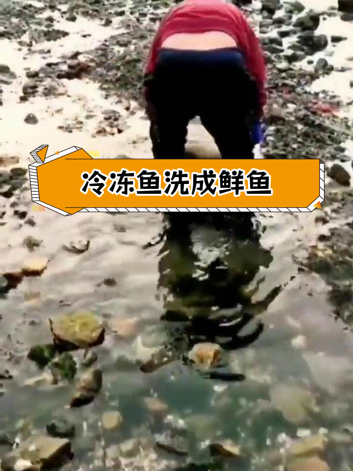 大连黑石礁海边惊现冷冻鱼变新鲜海鱼的“魔术”