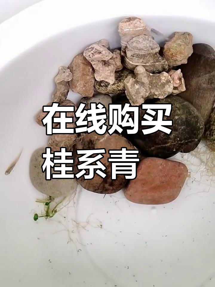 网购桂系青鳉鱼,轻松享受美味