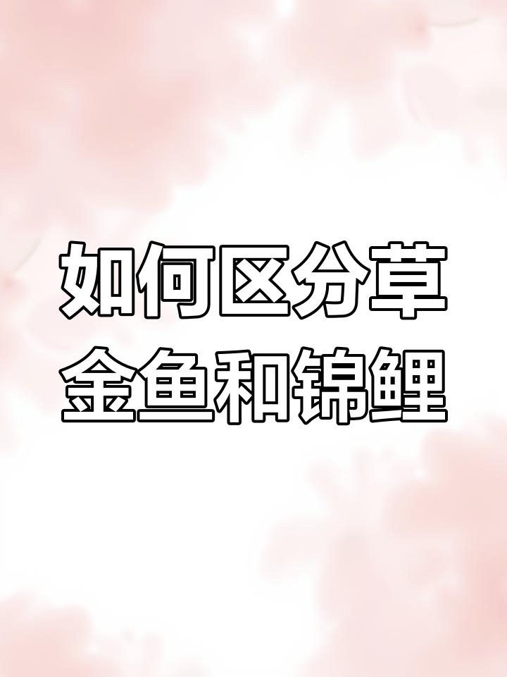 草金鱼与锦鲤的区别解析