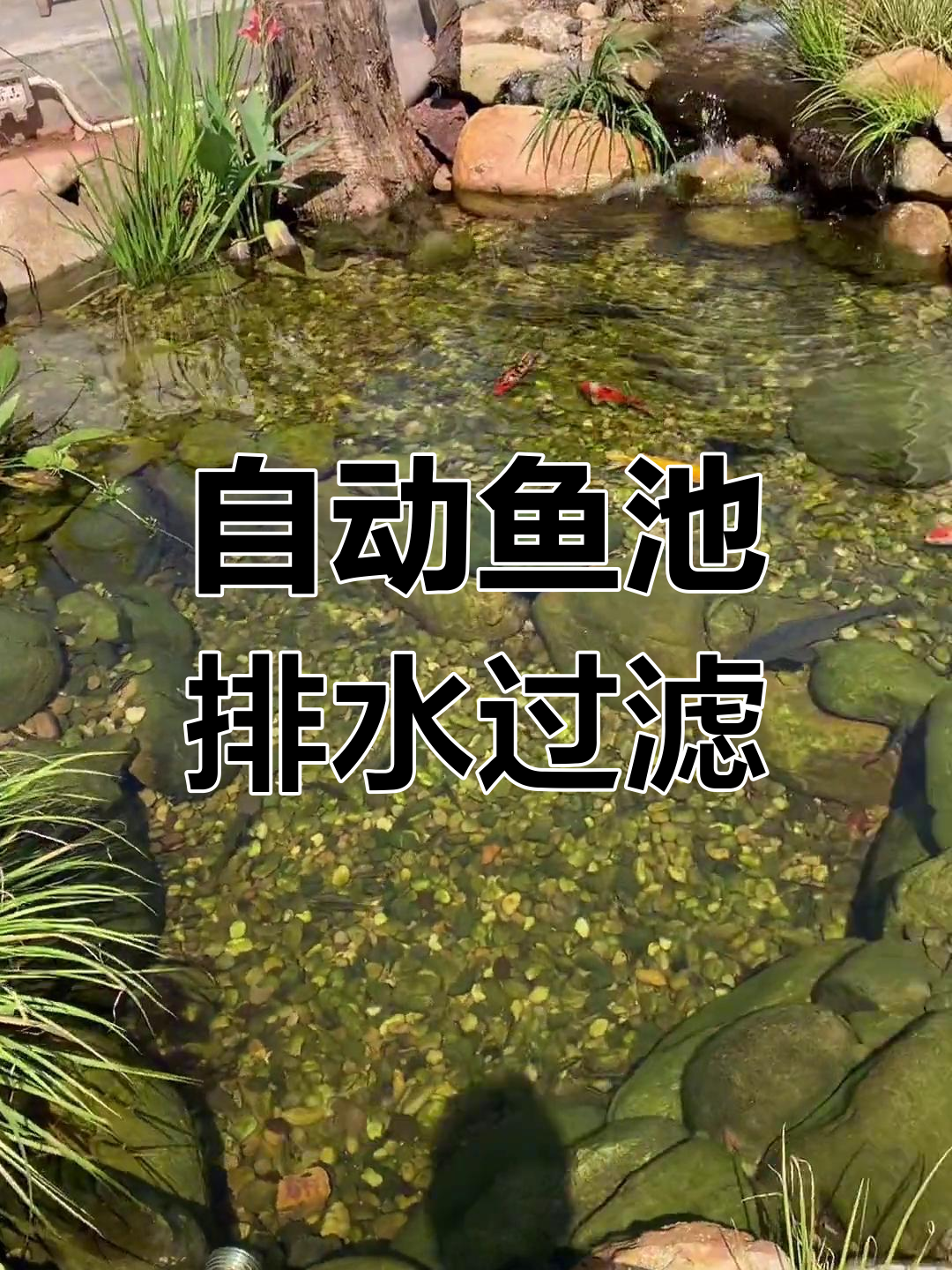 鱼池自动给排水与沼泽过滤系统全解析