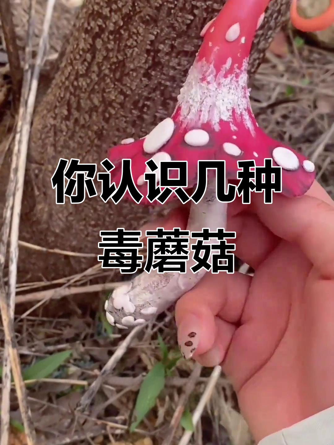 12种常见菌菇,哪些能吃?哪些有毒?