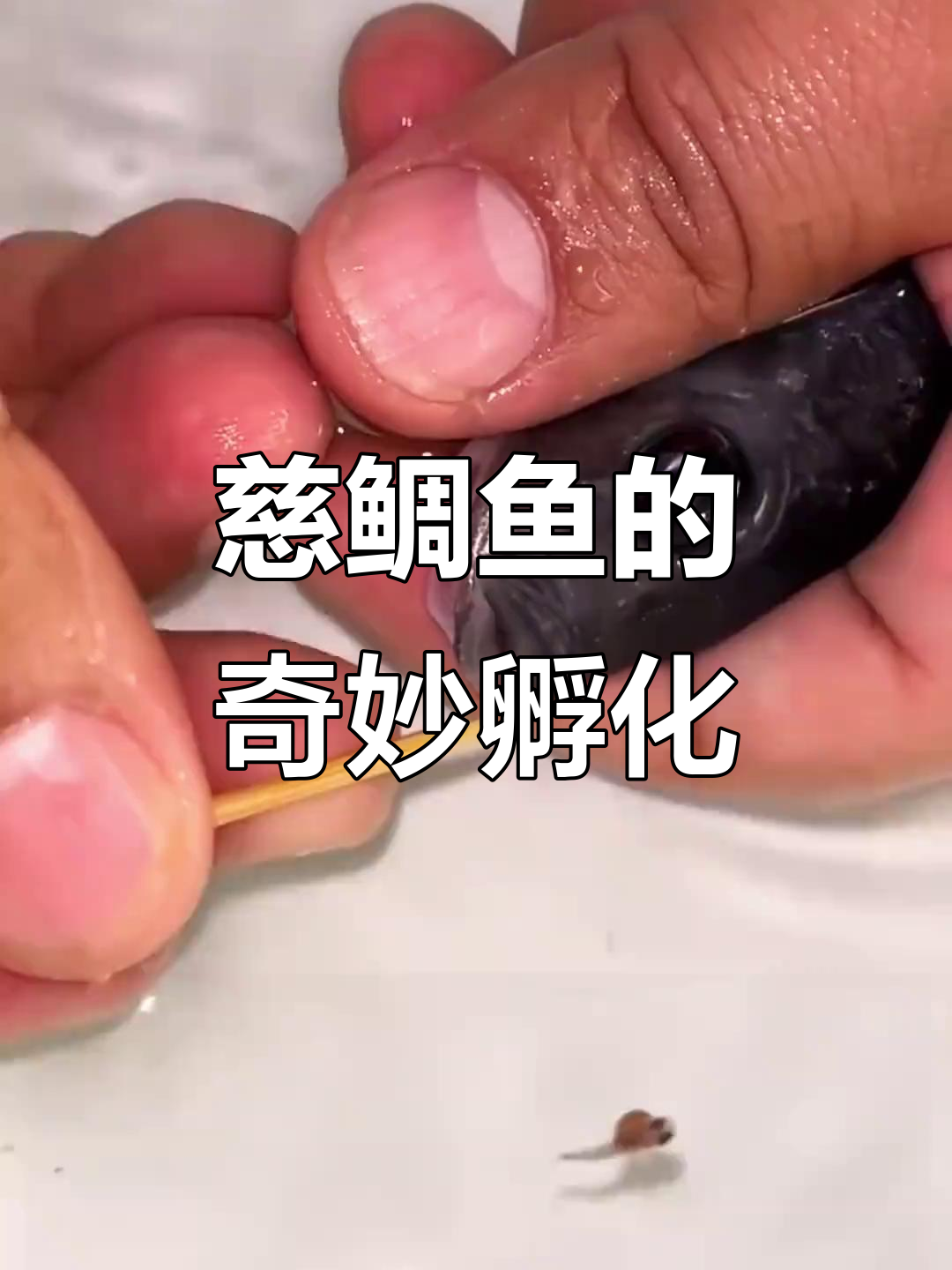 慈鲷鱼用嘴孵化,一次能育出数十条小鱼