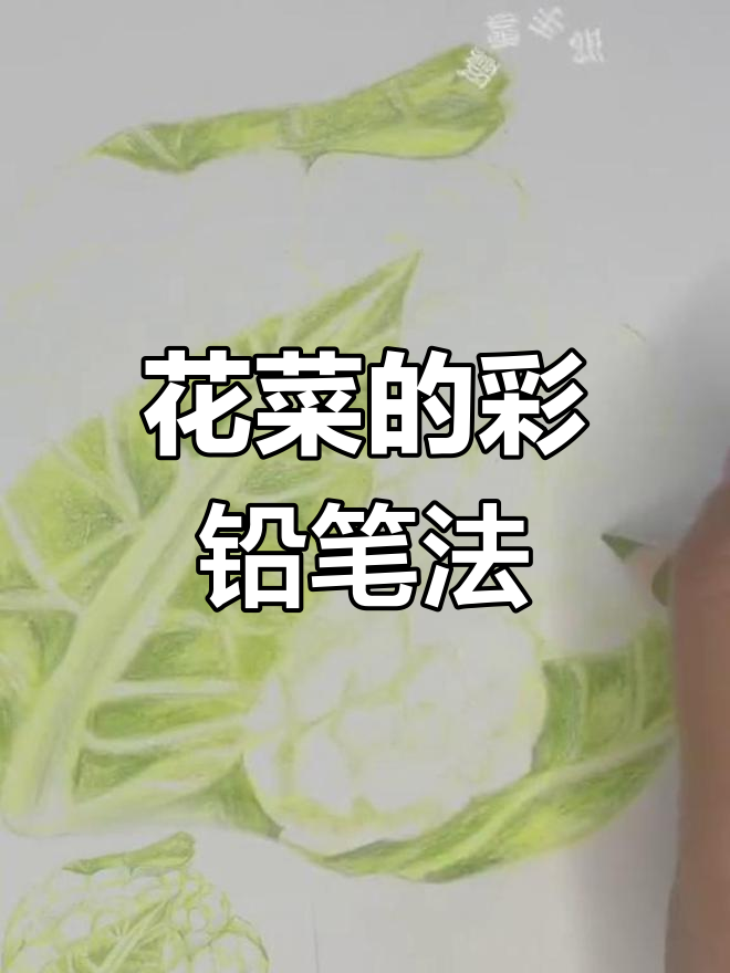 彩铅画花菜,简单又有趣!