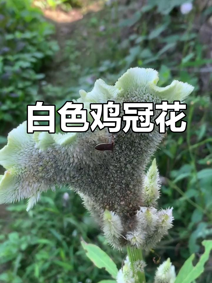 白色鸡冠花,家乡的美丽植物