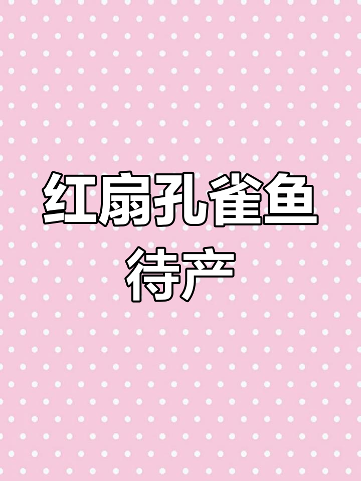 巴西红扇孔雀鱼繁殖,肚子超大快生了!