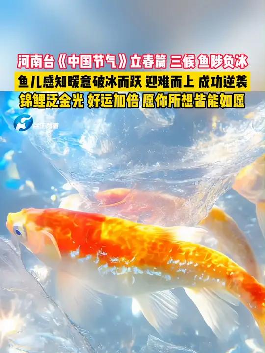 锦鲤泛金光,好运加倍!河南台《中国节气》立春篇三候鱼陟负冰,鱼儿感知暖意破冰而跃,迎难而上