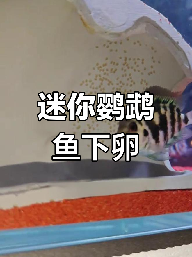 迷你鹦鹉鱼产卵,磁吸躲避罐保护小鱼