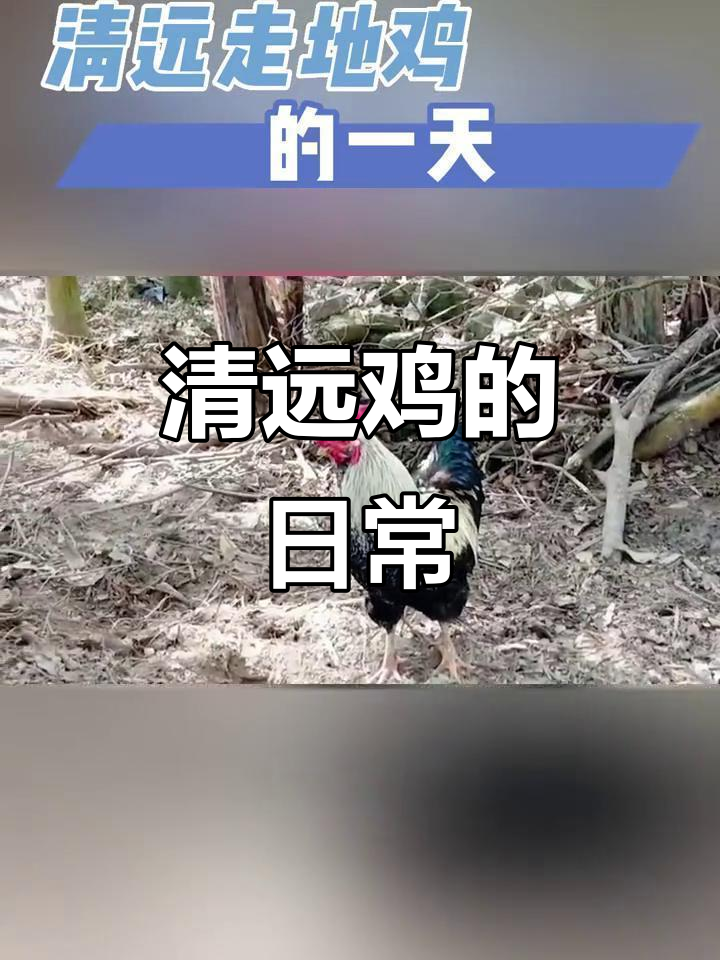 清远走地鸡的一天:从早到晚的悠闲生活
