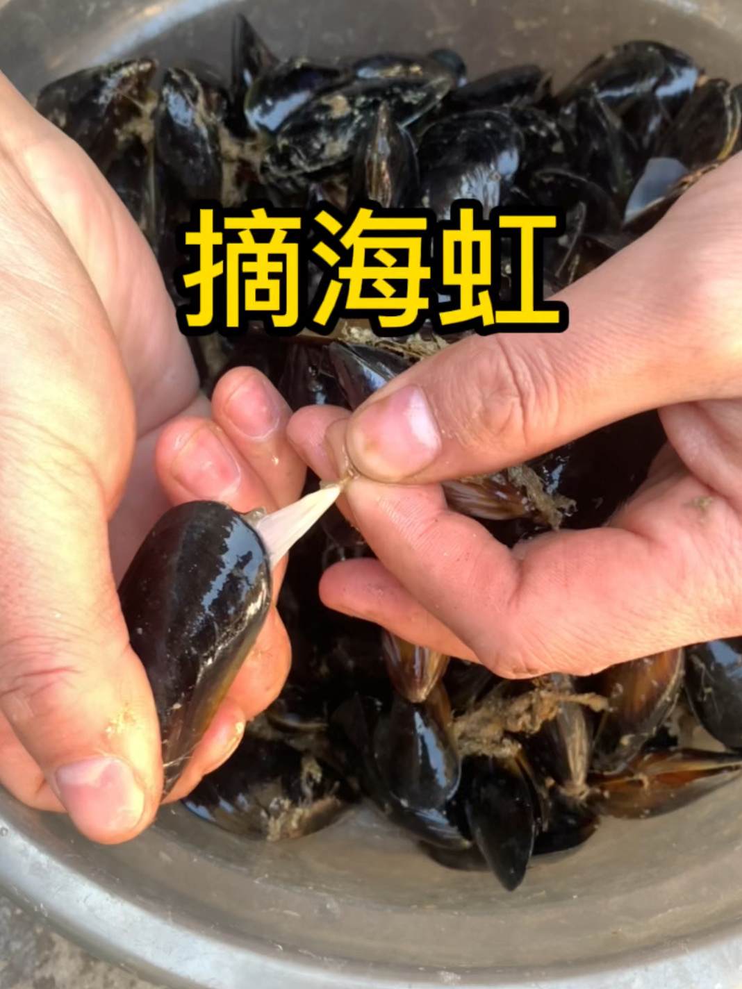 海虹是个不错的海鲜,简单收拾一下就上锅蒸