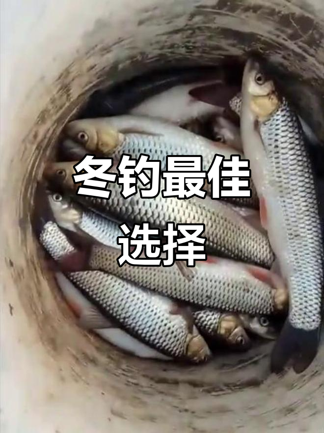 赤眼鳟耐寒抗病,冬季钓鱼首选