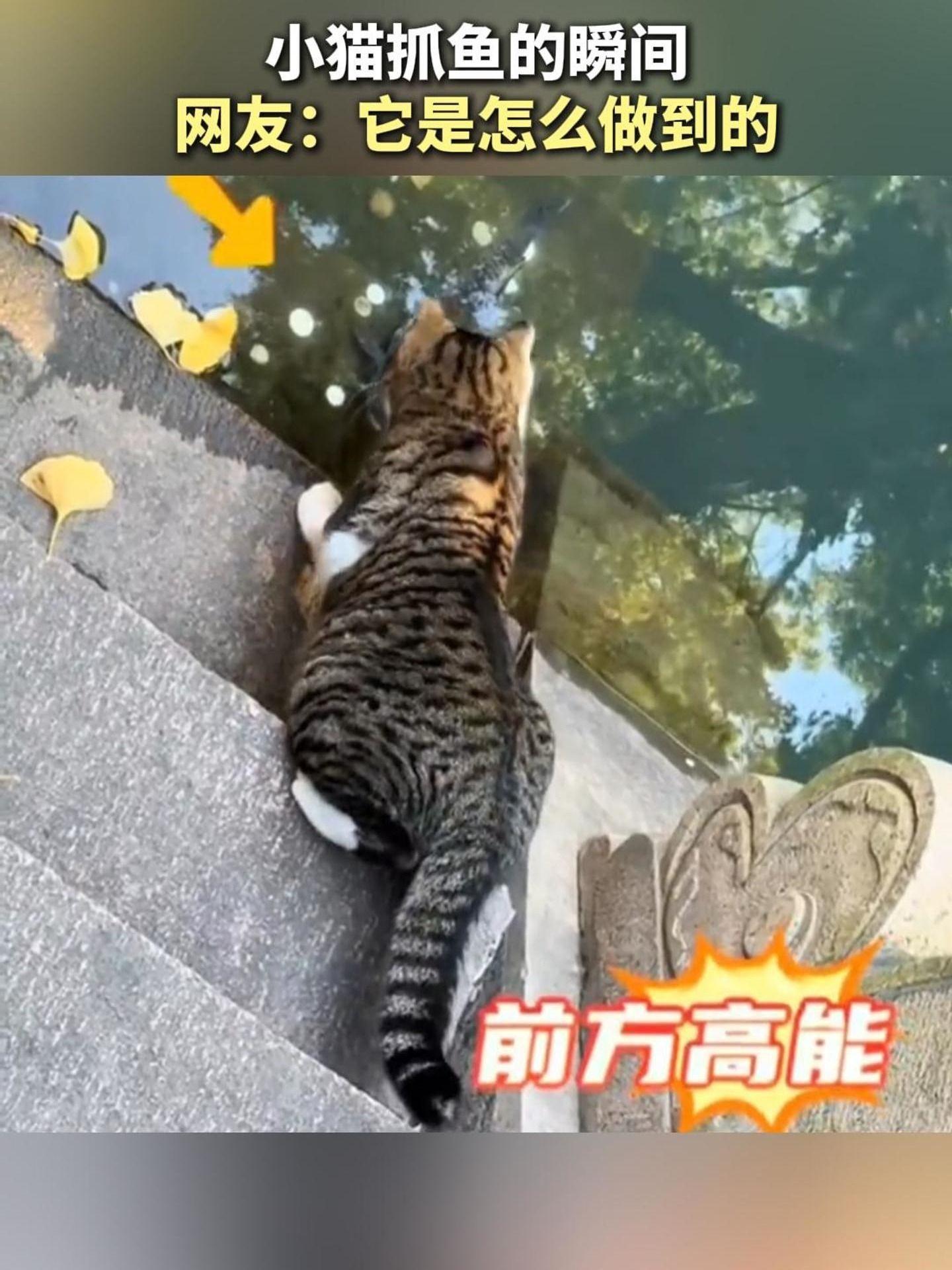 祝大家年年有“鱼” 小猫捉鱼引路人围观,抓鱼瞬间 路人连连惊叹,祝大家年年有“鱼”