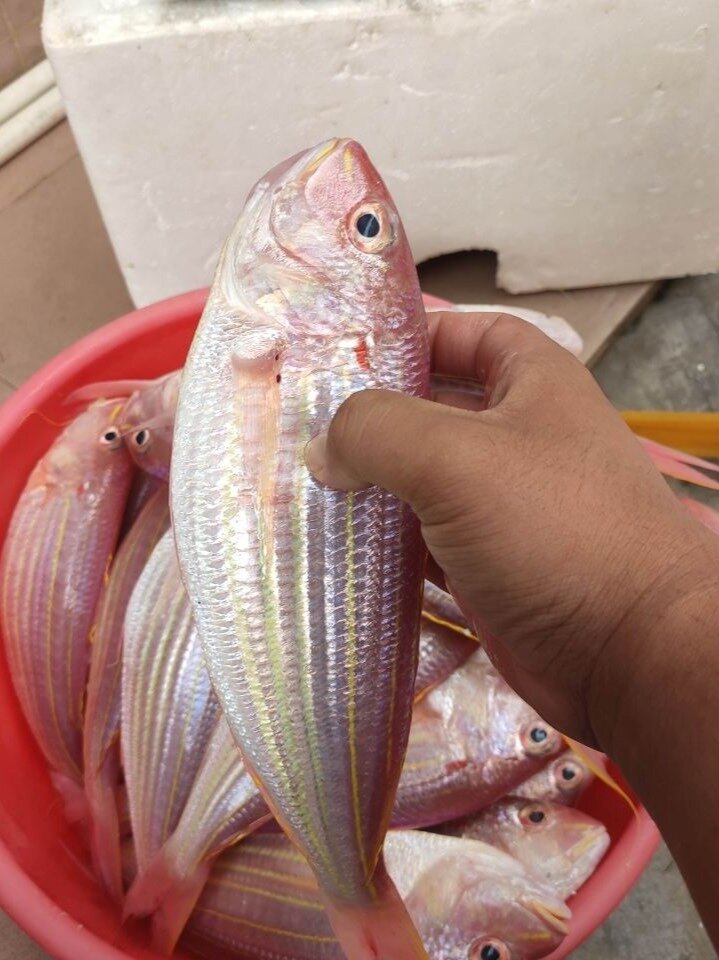 海钓野生金线鱼,正宗金三线,超级靓