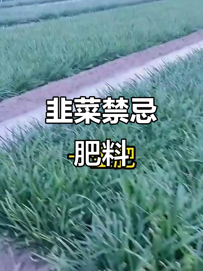 韭菜种植最忌的三种肥料,选错肥害大