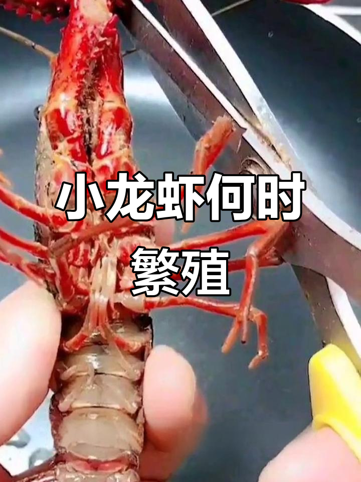 小龙虾繁殖高峰期揭秘,五到九月最活跃