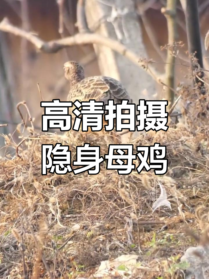 母鸡隐藏在草丛中,高清相机揭秘保护色