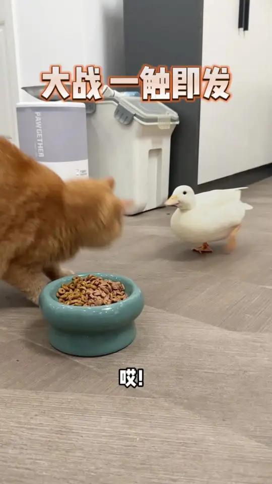 家人们谁懂啊,小猫我毛长出来之前腚都凉透了!猫咪皮肤病 猫剃毛 生病就吃处方粮 皇家处方粮