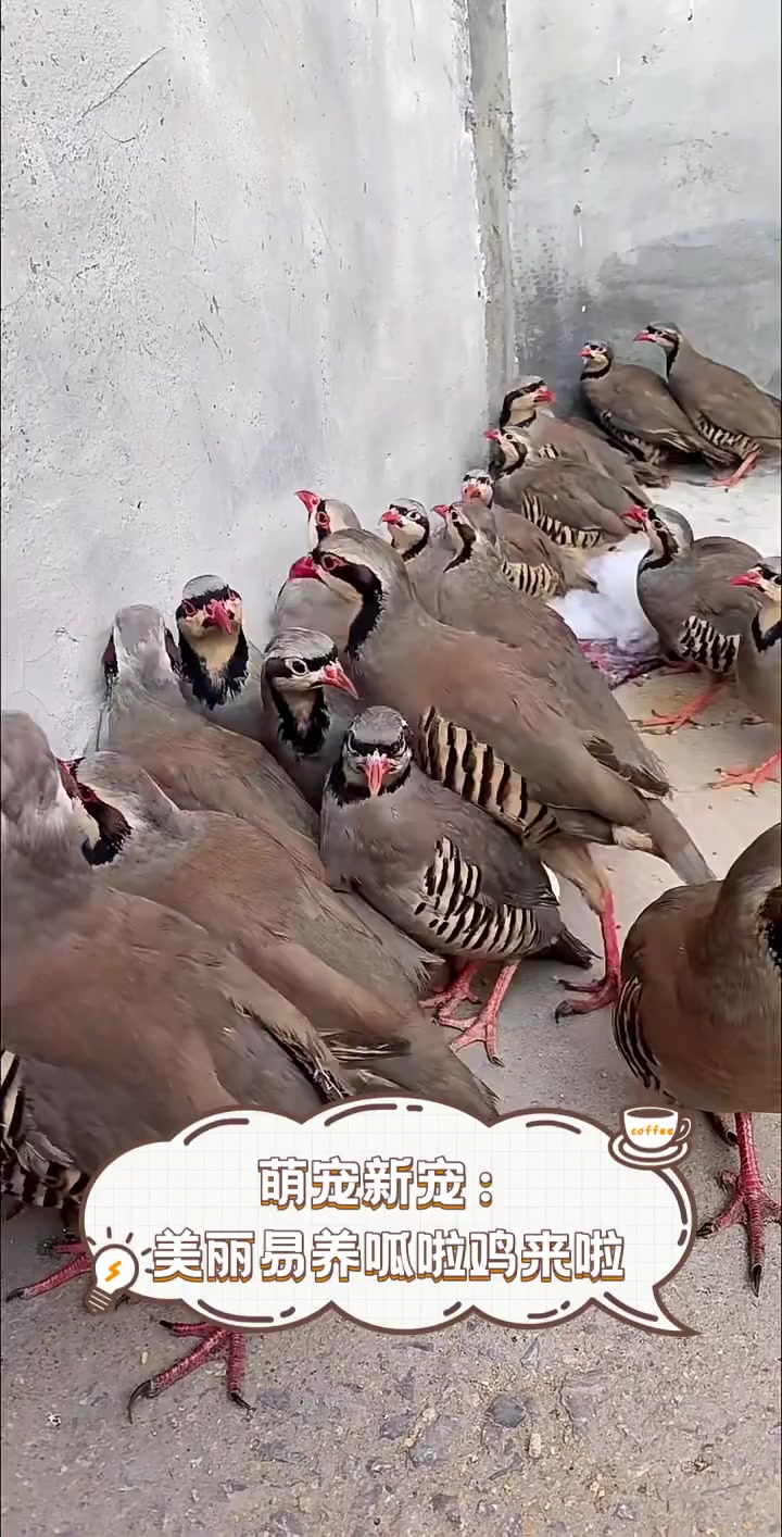 萌宠新宠:美丽易养呱啦鸡来啦