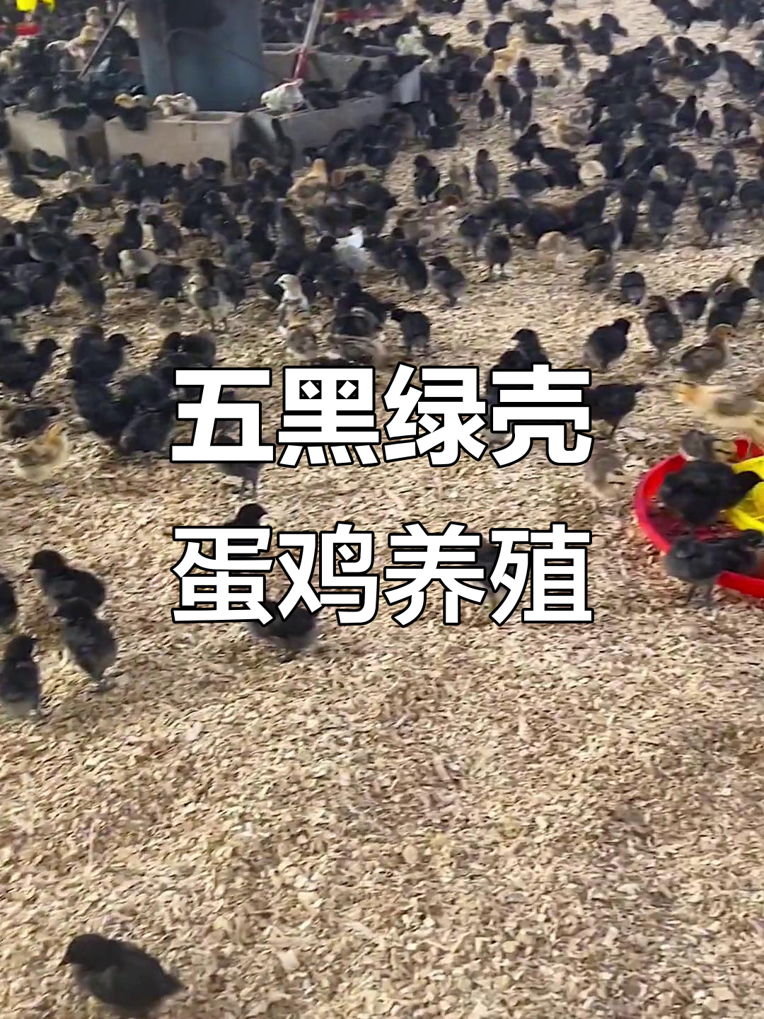 五黑绿壳蛋鸡养殖技术,麻羽品种六蛋高产秘诀