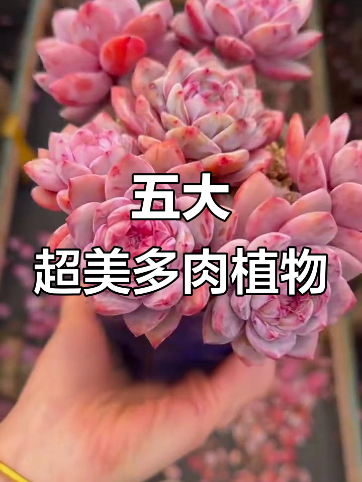 五种仙气满满又好养的多肉植物，轻松打造梦幻家居