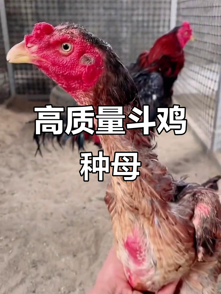 越南斗鸡种母,一窝接一窝的生蛋!