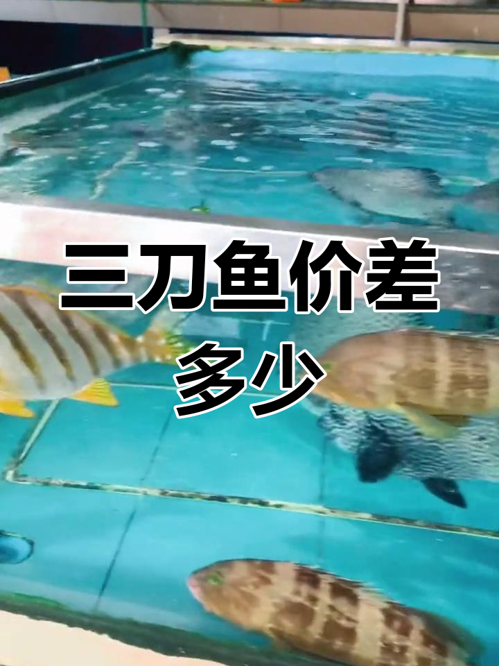 养殖三刀鱼卖480,野生价格能翻倍吗?