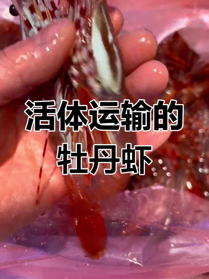牡丹虾:鲜甜细腻的海洋贵族,暂养水温盐度揭秘