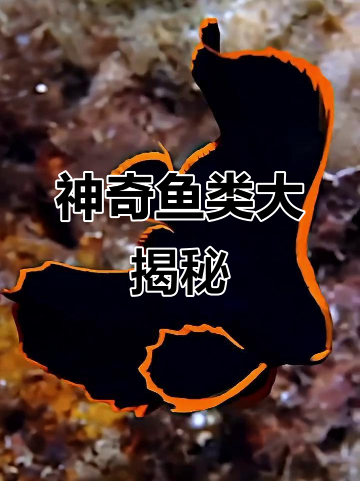 13种奇形怪状的鱼,看看你都见过吗?