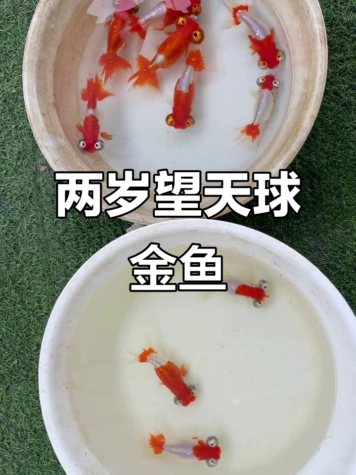 望天球金鱼,两岁公母配对,萌态十足