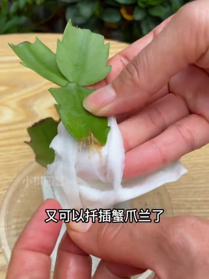 9九月是扦插的好季节,又可以扦插蟹脚兰